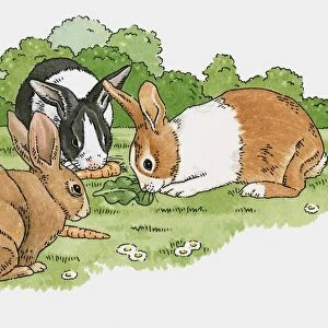 Illustration of pet rabbits eating carrots and lettuce leaf on grass in garden