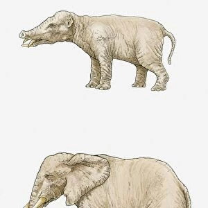 Illustration of a Phiomia, a type of Gomphothere from the Oligocene period, and a present-day African elephant (Loxodonta africana)