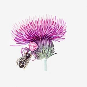 Illustration of pink Crab Spider on thistle attacking bee
