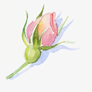 Illustration of pink rose bud, sepals and short stem