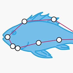 Illustration of Piscis Austrinus constellation represented as fish