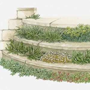 Illustration of plants and flowers growing on garden steps