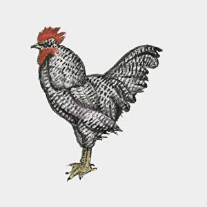 Illustration of Plymouth Rock chicken also known as Barred Rocks