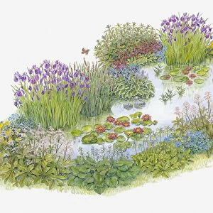 Illustration of a pond showing rich variety of plants