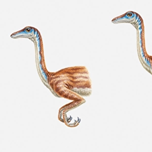 Illustration of two possible hand positions of a Struthiomimus, a bipedal dinosaur, Cretaceous period