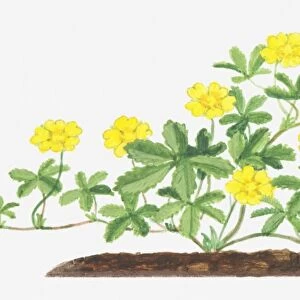 Illustration of Potentilla reptans (Creeping cinquefoil), leaves and yellow flowers on branching stems