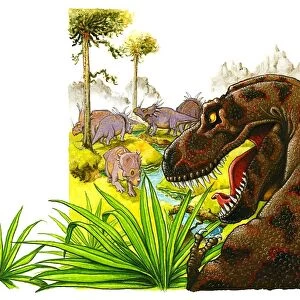 Illustration of predatory Tyrannosaurus Rex looking aggressively at herd of herbivorous ceratopsid Triceratops dinosaurs in distance oblivious to the danger