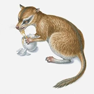 Illustration of a prehistoric ominivorous mammal eating a dinosaurs egg