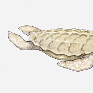 Illustration of a prehistoric turtle