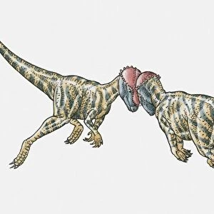 Illustration of Prenocephale dinosaurs confronting head-on