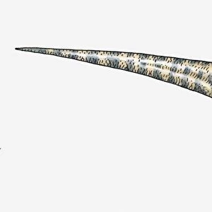 Illustration of Prenocephale pachycephalosaurid dinosaur