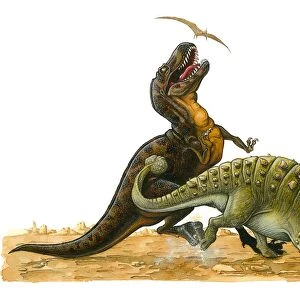 Illustration of Pterosaur flying above Tyrannosaurus Rex as it looks up with open mouth as Euoplocephalus hits body of the larger dinosaur with tail