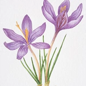 Illustration, purple flowers and slender grass-like leaves of Crocus biflorus