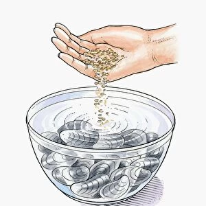 Illustration of putting oatmeal in bowl of cold water with live mussels to expel dirt as they feed