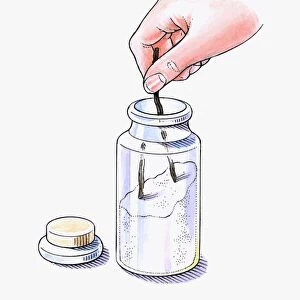 Illustration of putting vanilla pods in jar with white sugar
