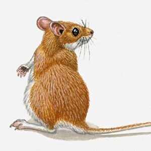 Illustration of Pygmy Gerbil (Gerbillus henleyi) standing on hind legs, head in profile, showing long tail