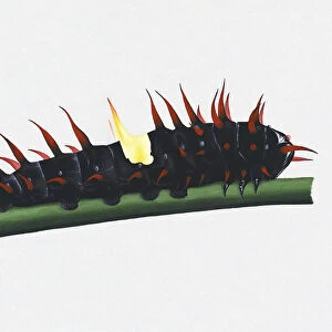 Illustration of Queen Alexandras Birdwing (Ornithoptera alexandrae) caterpillar on green stem