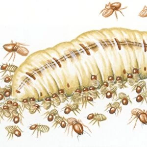 Illustration of Queen, King, worker and soldier termites