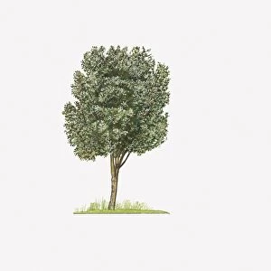 Illustration of Quercus canariensis (American Oak) showing shape of tree
