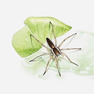 Illustration of a Raft spider (Dolomedes fimbriatus) on a leaf floating in a pond
