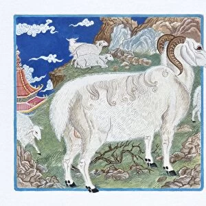 Illustration Ram in a Flock of Sheep, representing Chinese Year Of The Ram