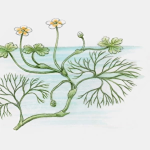 Illustration of Ranunculus peltatus (Pond Water-crowfoot), with yellow and white flowers and floatin