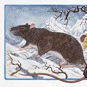 Illustration of Rat on the Mountain, representing Chinese Year Of The Rat