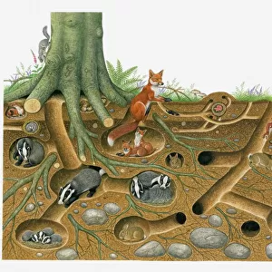 Illustration of Red Fox and European Badger living and breeding in burrow system with stoat and rabbits