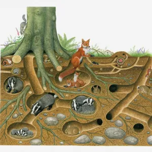 Illustration of Red Fox and European Badger living and breeding in burrow system with stoat and rabbits