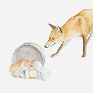 Illustration of a Red fox (Vulpes vulpes) scavenging for food around bin