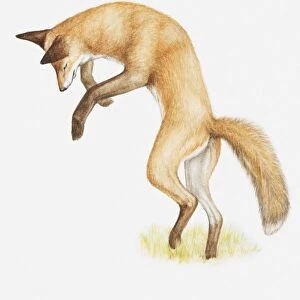 Illustration of a Red fox (Vulpes vulpes) pouncing