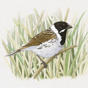 Illustration of a Reed Bunting (Emberiza schoeniclus) perching on thin reed