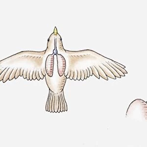 Illustration of the respiratory system of a songbird, and its trachea, syrinx and lungs