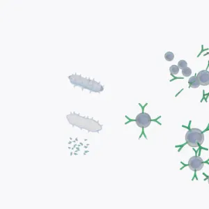 Illustration of response to infection after vaccination, involving microbe, antigens, antibody, plas