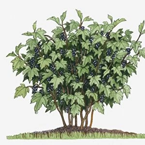 Illustration of Ribes nigrum (Blackcurrant) bearing edible fruits on long upright stems with green leaves