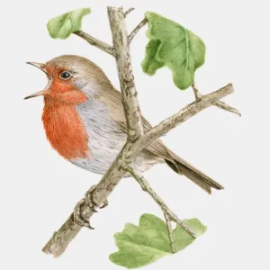 Robin perched on a branch singing Print Robin perched on a branch singing Print