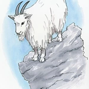 Illustration of Rocky Mountain Goat (Oreamnos americanus) standing on rock