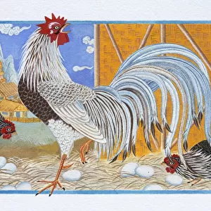 Illustration of Rooster in the Hen Roost, representing Chinese Year Of The Rooster