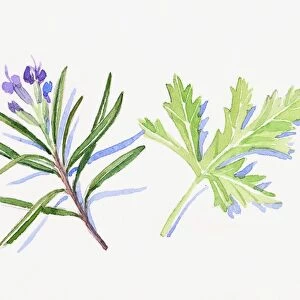 Illustration of rosemary flowers and leaves, Juniper flowers, leaves and berries, and geranium leaf