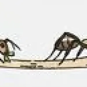 Illustration of row of ants on the move Illustration of row of ants on the move