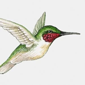 Illustration of a Ruby-throated hummingbird (Archilochus colubris) in flight, side view