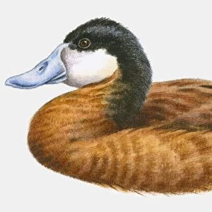 Illustration of a Ruddy duck (Oxyura jamaicensis), side view