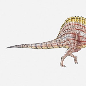 Illustration of a sail-backed dinosaur, side view