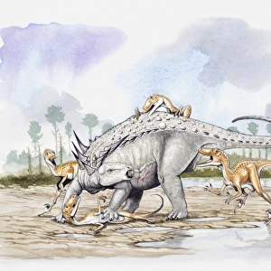 Illustration of a Sauropelta under attack by a pack of Deinonychus theropod dinosaurs, Cretaceous period