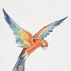 Illustration, Scarlet Macaw (ara macao) with wings outspread, side view