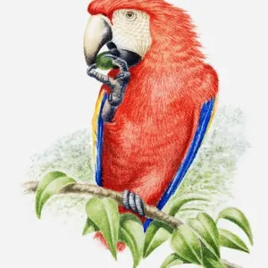 Illustration of a Scarlet macaw (Ara macao) eating a nut