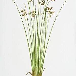 Illustration of Schoenoplectus Lacustris (Common Club-rush)