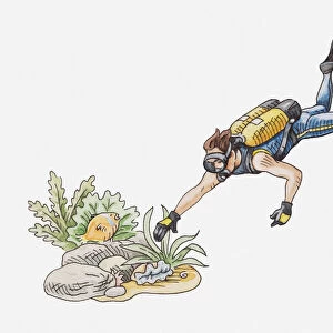 Illustration of scuba diver touching some plants on the seabed