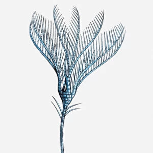 Illustration of a Sea lily (Ptilocrinus pinnatus)