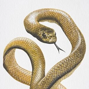Illustration, Sea Snake (Hydrophiidae) curling and hissing